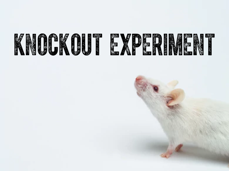 Knockout Experiment